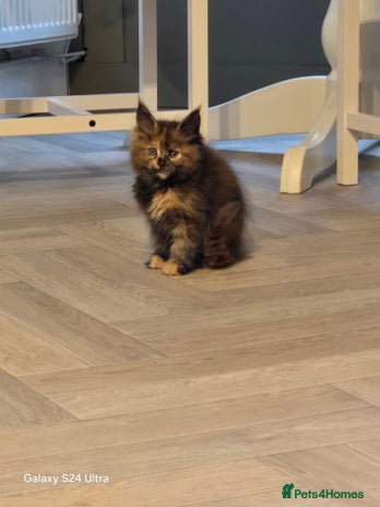 Maine Coon cats - Advert 8