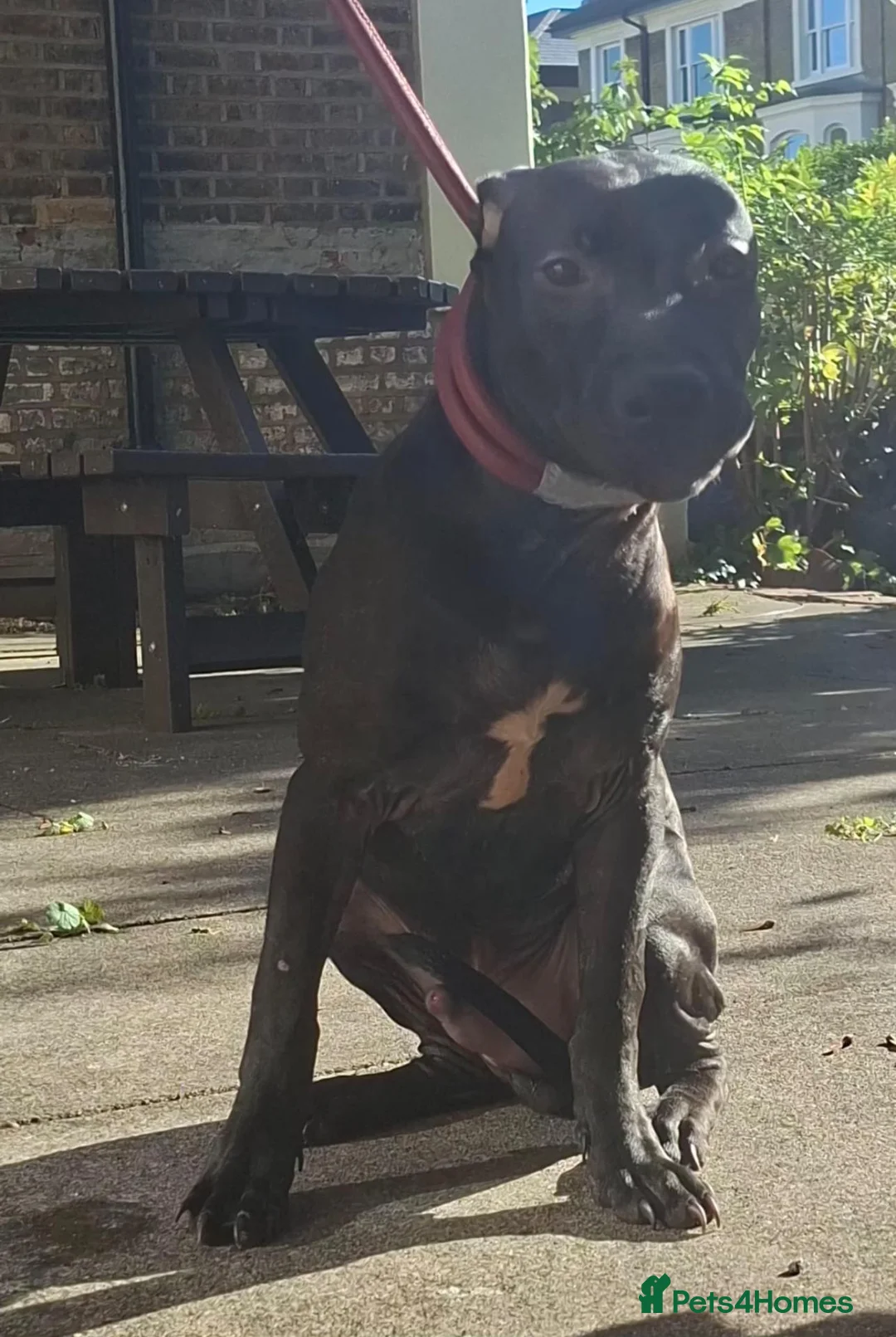 American Bull Staffy dogs for sale: Irish staff  - Advert 8