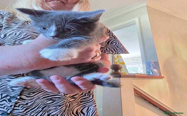 Russian Blue cats - Advert 2