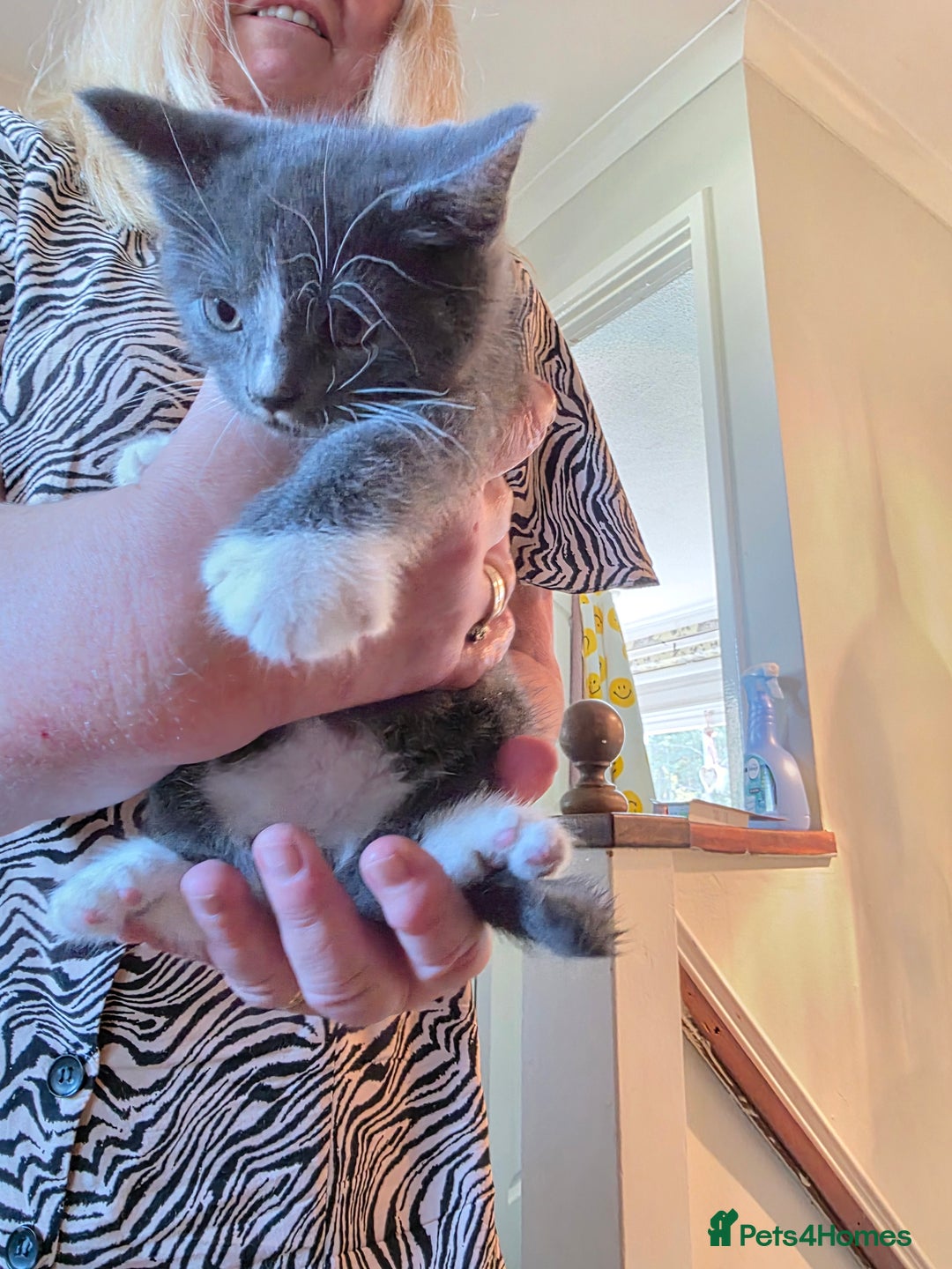 Russian Blue cats for sale: 7 Beautiful Russian blue X kittens  - Image 1