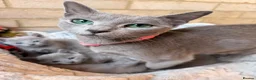 Russian Blue cats for sale: 💙🐾 GORGEOUS RUSSIAN BLUE KITTENS FOR SALE  in Peterborough - Advert 1