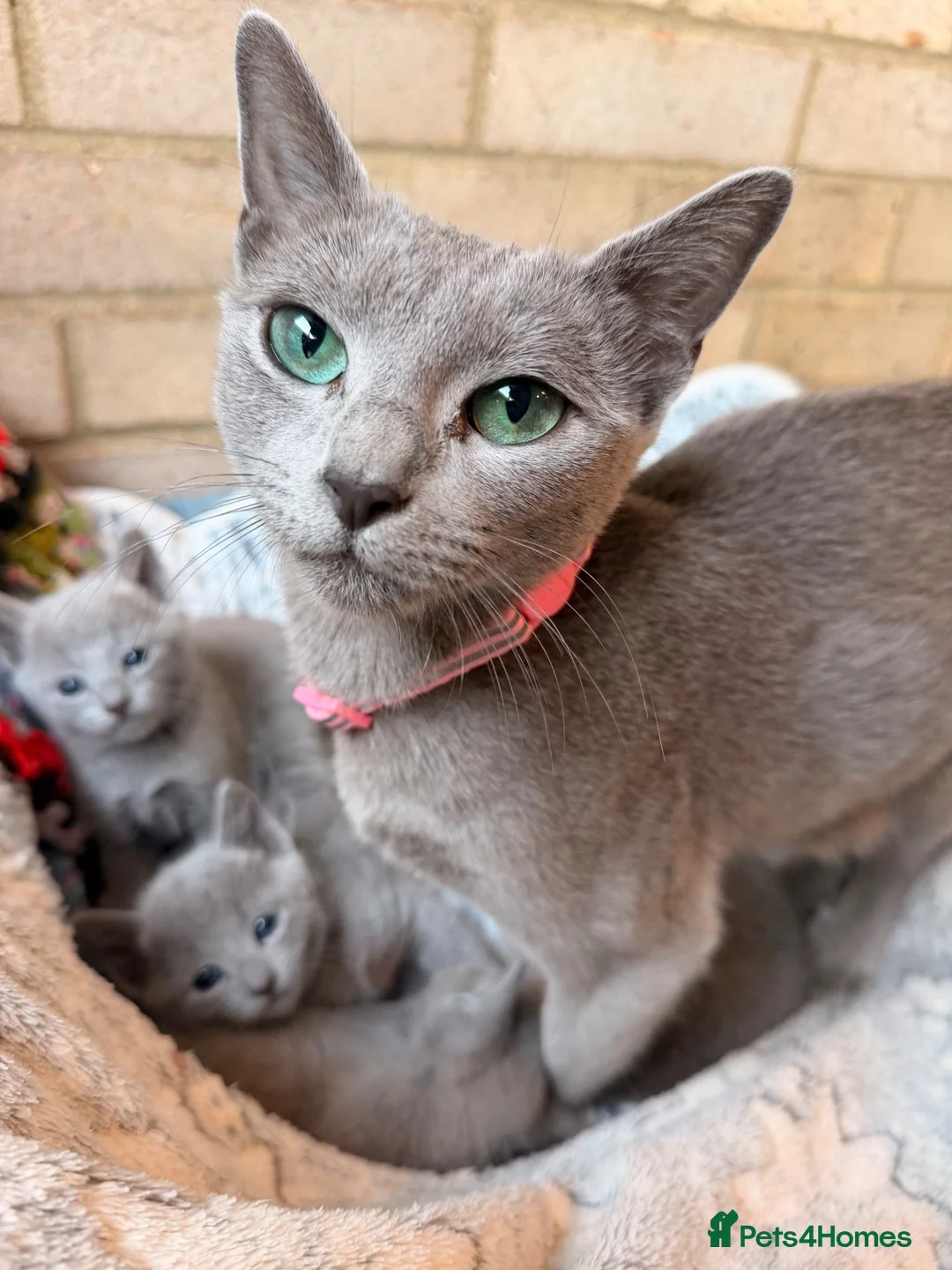 Russian Blue cats for sale: 💙🐾 GORGEOUS RUSSIAN BLUE KITTENS FOR SALE  in Peterborough - Advert 1