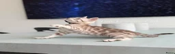 Bengal cats for sale: Stunning Snow Mink and Sepia TICA Pedigree Bengals - Advert 8