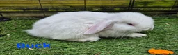 Mini Lop rabbits for sale: Litter of mini lops ready 20th March  - Advert 3