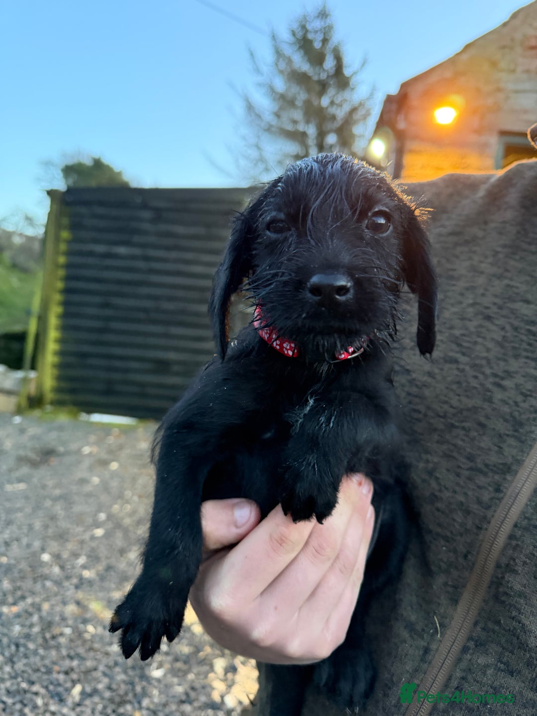 Mixed Breed dogs for sale: Stunning Labrador Pointer Puppies – Ready to go - Advert 11