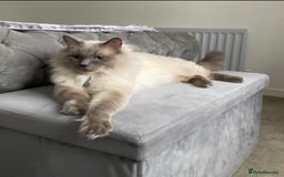 Ragdoll cats for sale: Amazing Ragdoll kittens 3 female 1 male - Image 18