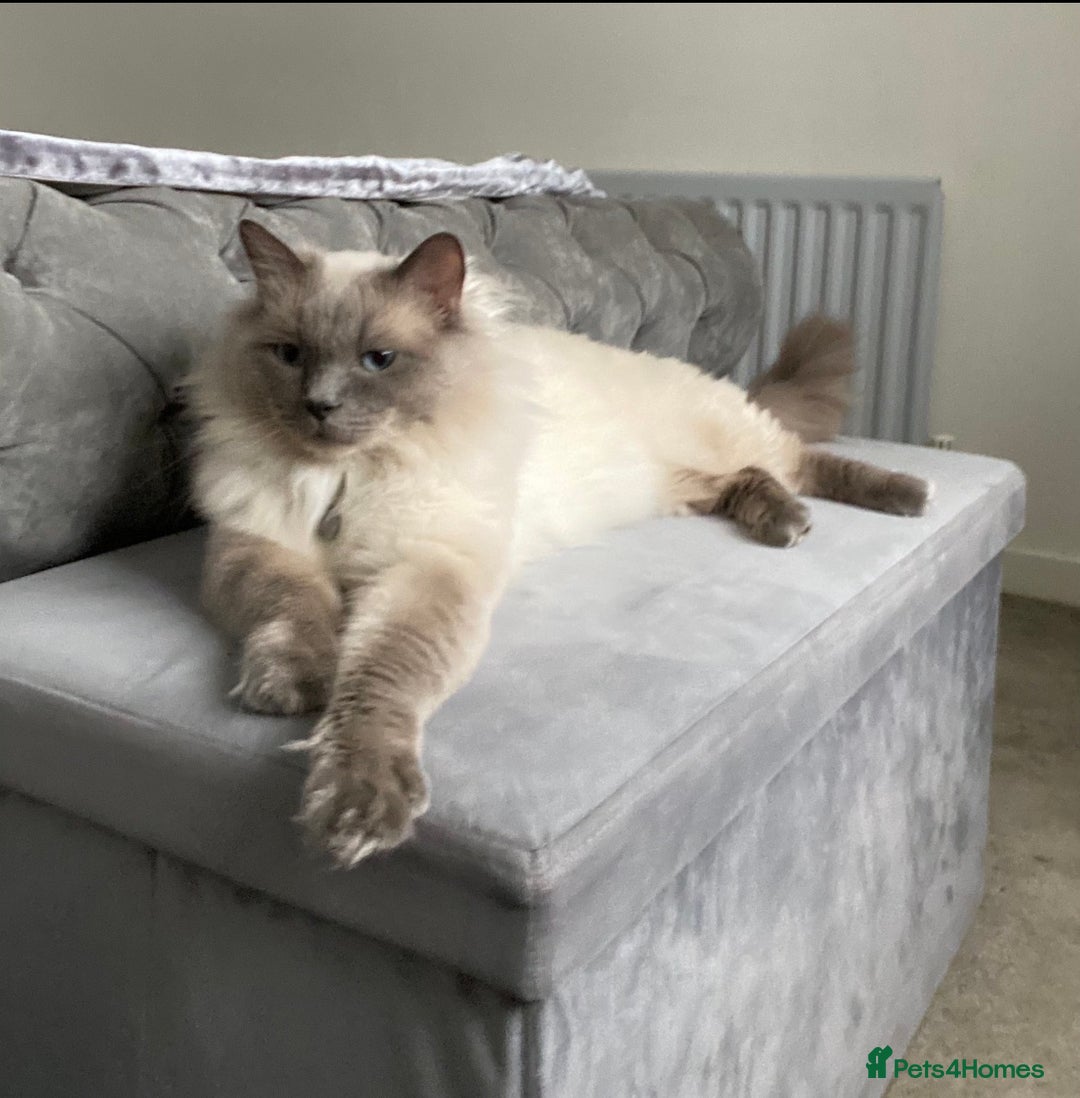 Ragdoll cats for sale: Amazing Ragdoll kittens 3 female 1 male - Image 18