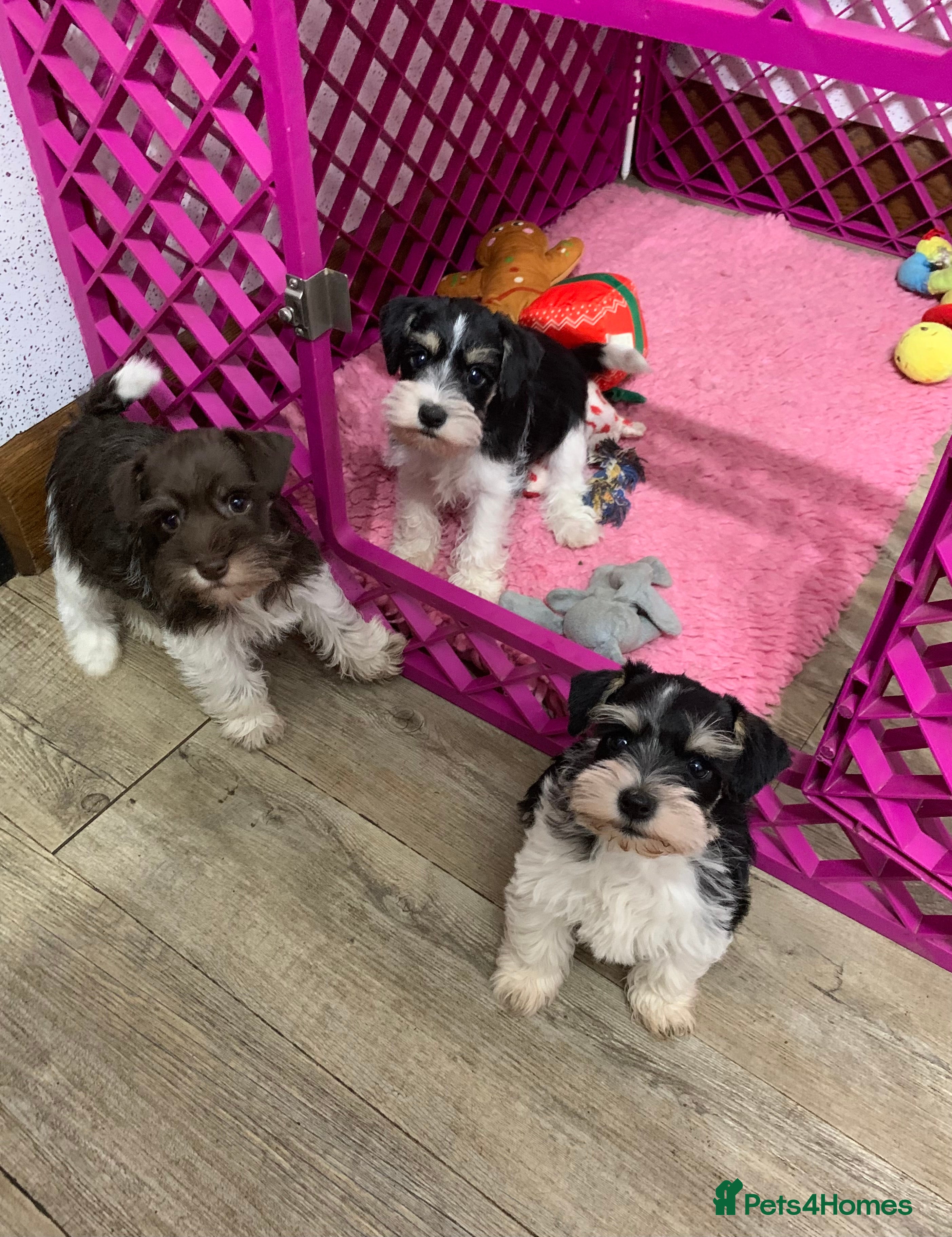 Miniature Schnauzer dogs 5* LICENSED. READY KC MINI ( TOY) SCHNAUZER LITTER - Advert 4
