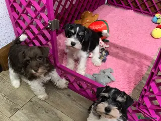 Miniature Schnauzer dogs 5* LICENSED. READY KC MINI ( TOY) SCHNAUZER LITTER - Advert 4