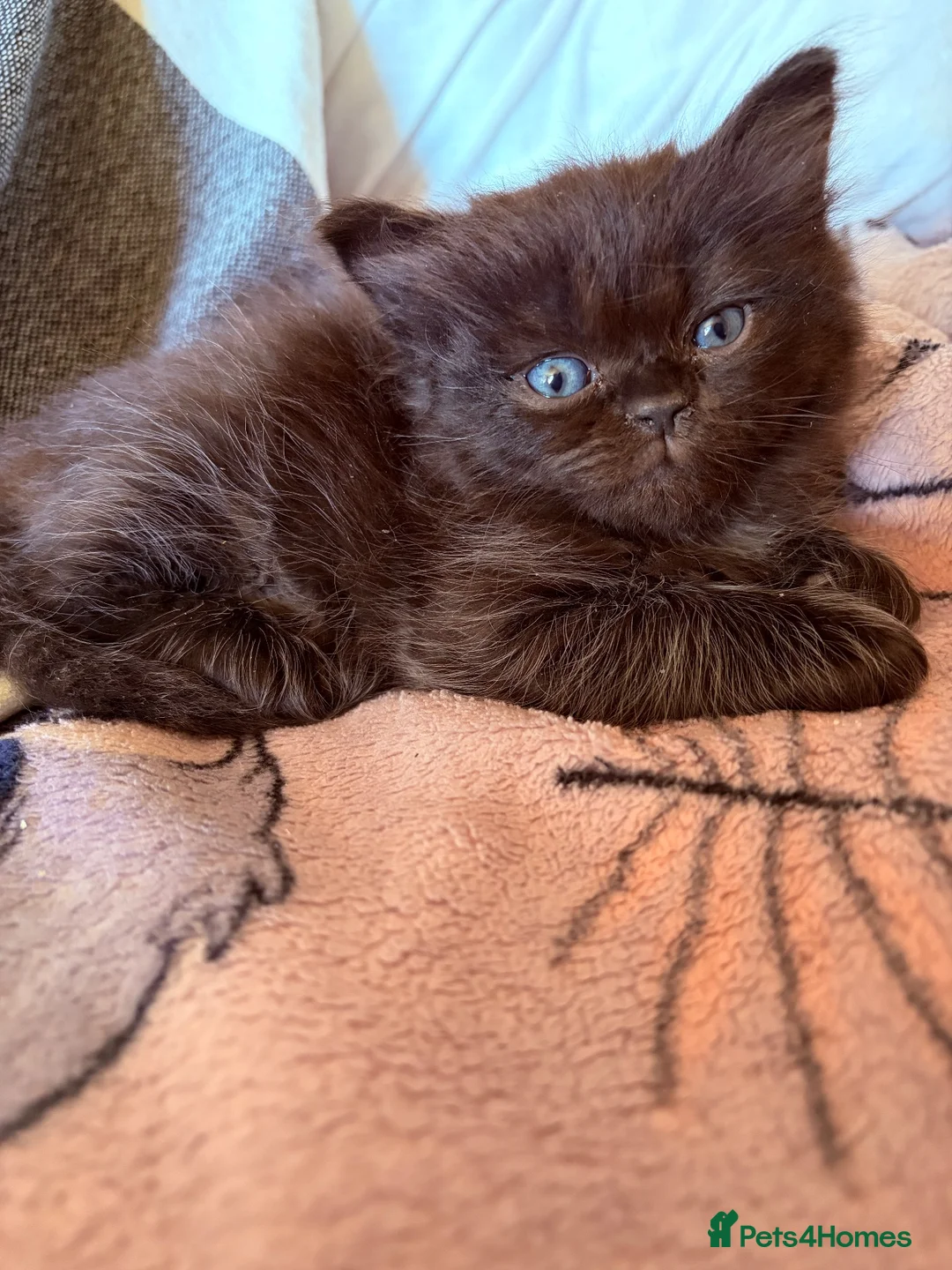Ragdoll cats for sale: kittens for sale - Advert 2