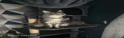 Maine Coon cats for sale:  🐾❤️ BEAUTIFUL MAINE COON KITTENS  ❤️🐾 - Advert 30