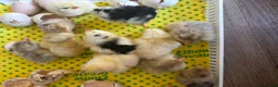 Chickens poultry for sale: Chicks & Hatching Eggs Pure breed - Advert 7