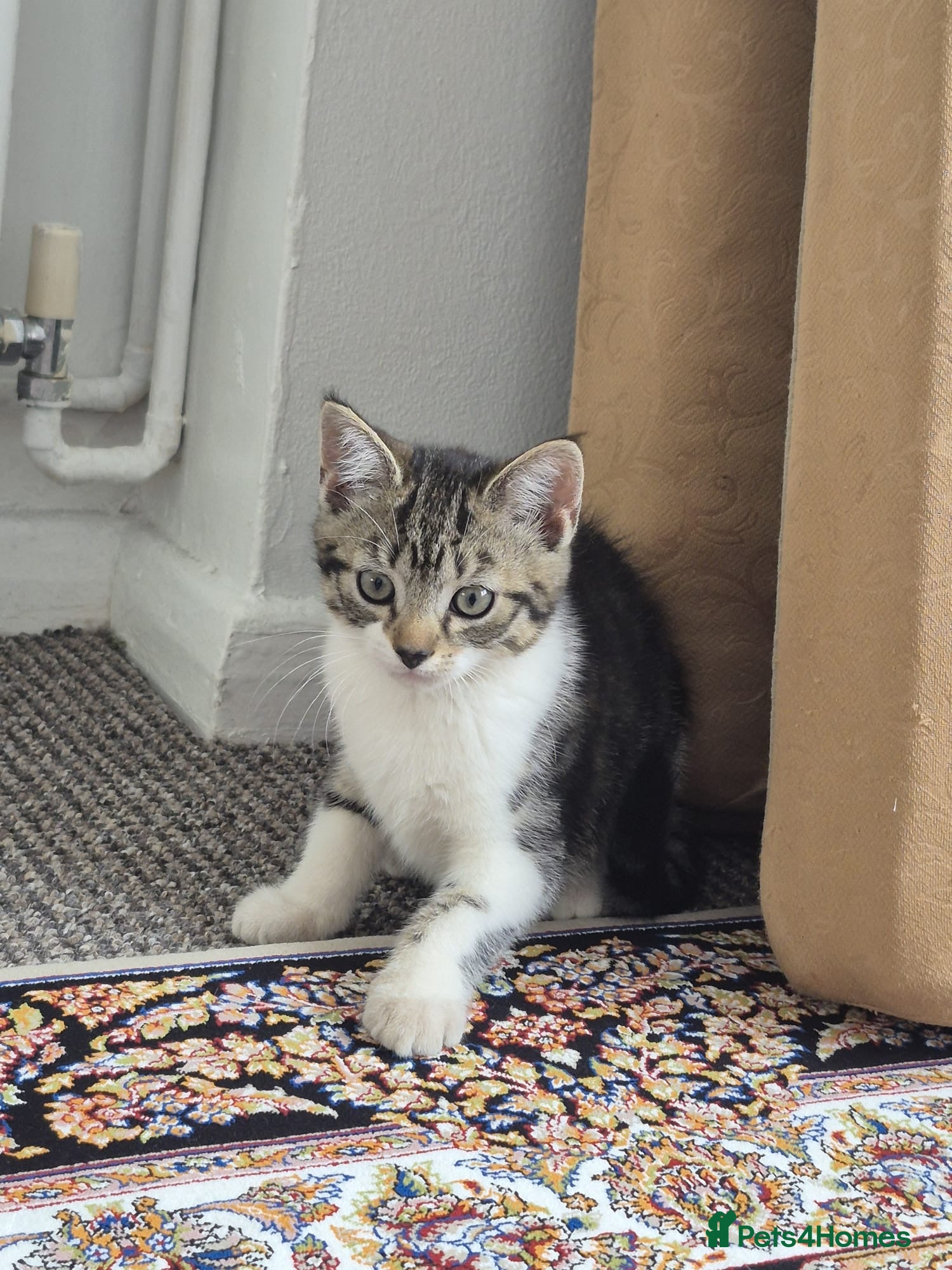 British Shorthair cats for sale: Tabby short hair kittens  - Advert 13