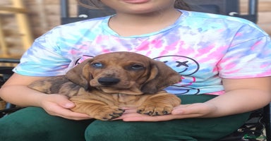 Dachshund dogs in Coventry - Advert 1