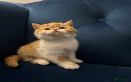 British Shorthair cats for sale: Chunky Red and White British Shorthair TICA - Image 21