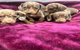 Miniature Dachshund dogs for sale: Miniature dachshund puppies  - Advert 1