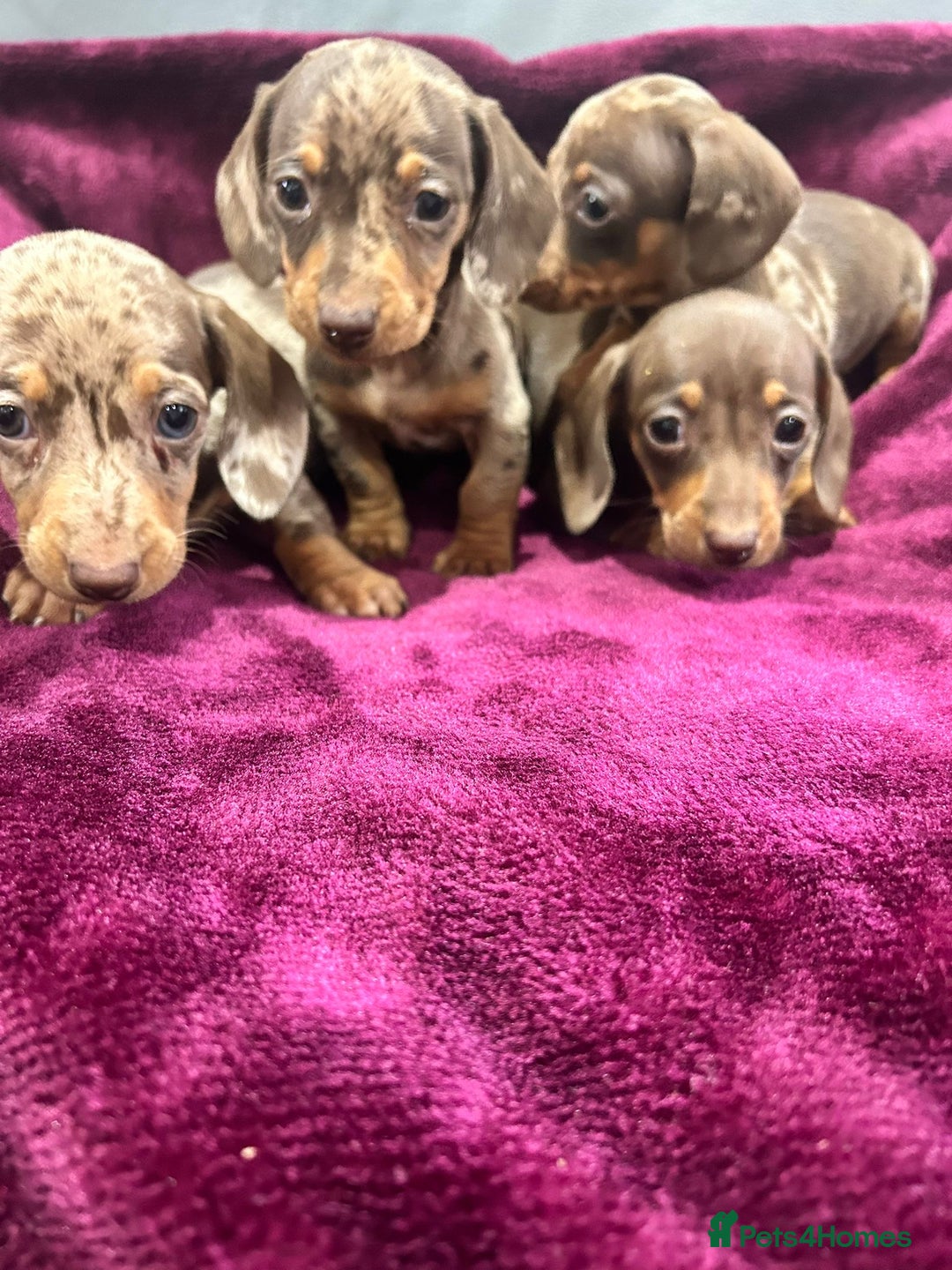 Miniature Dachshund dogs for sale: Miniature dachshund puppies  - Advert 1