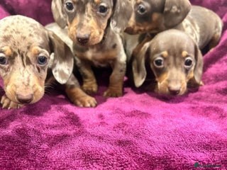 Miniature Dachshund dogs Miniature dachshund puppies - Advert 1
