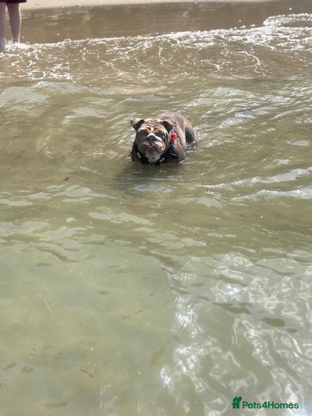 English Bulldog dogs for sale: 🐾 Beautiful English Bulldog  - Image 14