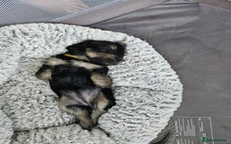 Mixed Breed dogs for sale: 5 yorkiepoos - Image 10