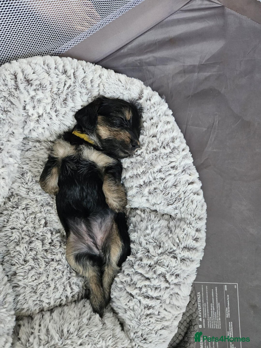 Mixed Breed dogs for sale: 5 yorkiepoos - Image 10