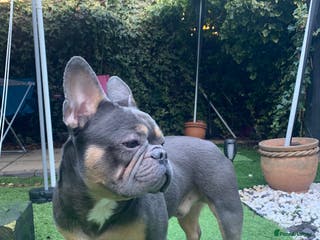 French Bulldog dogs French Bulldog for rehoming - Advert 7