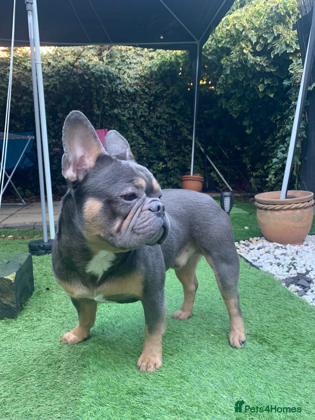 French Bulldog dogs for sale: French Bulldog for rehoming  - Advert 1