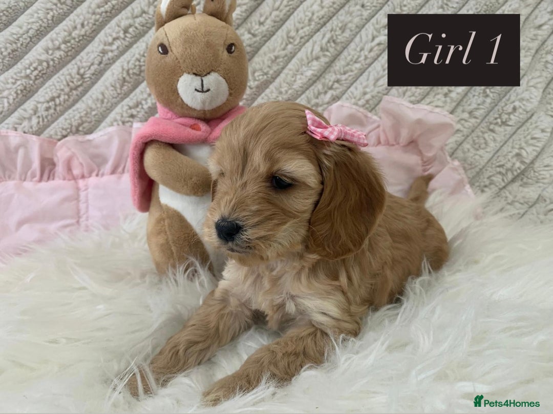 Cockapoo dogs for sale: Beautiful Cockapoo puppies🐶 - Image 2