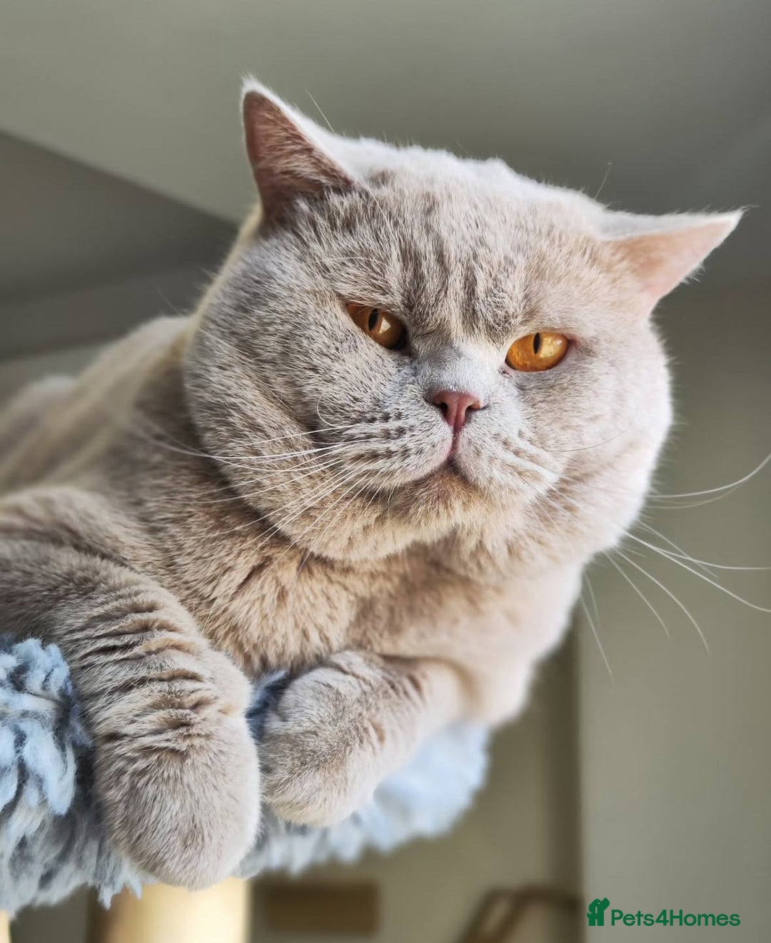 British Shorthair cats for sale: Beautiful Lilac British Shorthair Male Kitten - Advert 4