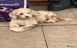 Cockapoo dogs for sale: Cockerpoo girl 11weeks old  - Image 4