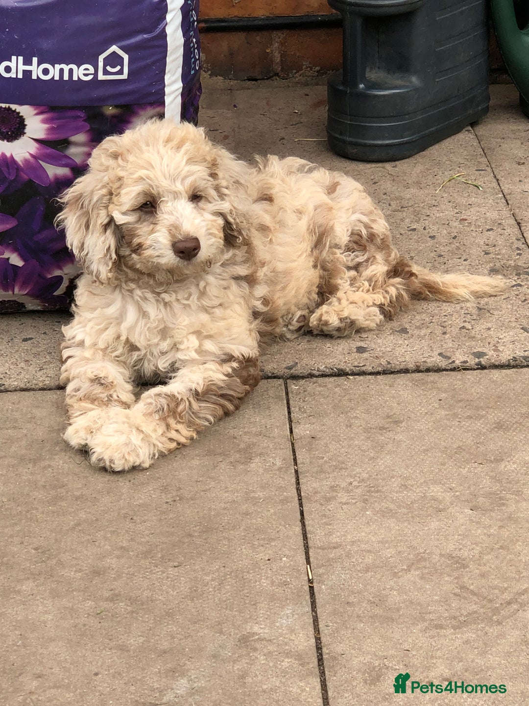 Cockapoo dogs for sale: Cockerpoo girl 11weeks old  - Image 4