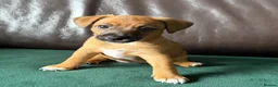Jack Russell dogs for sale: Jack Russell Tan Puppies 1 male, 2 female  - Advert 4