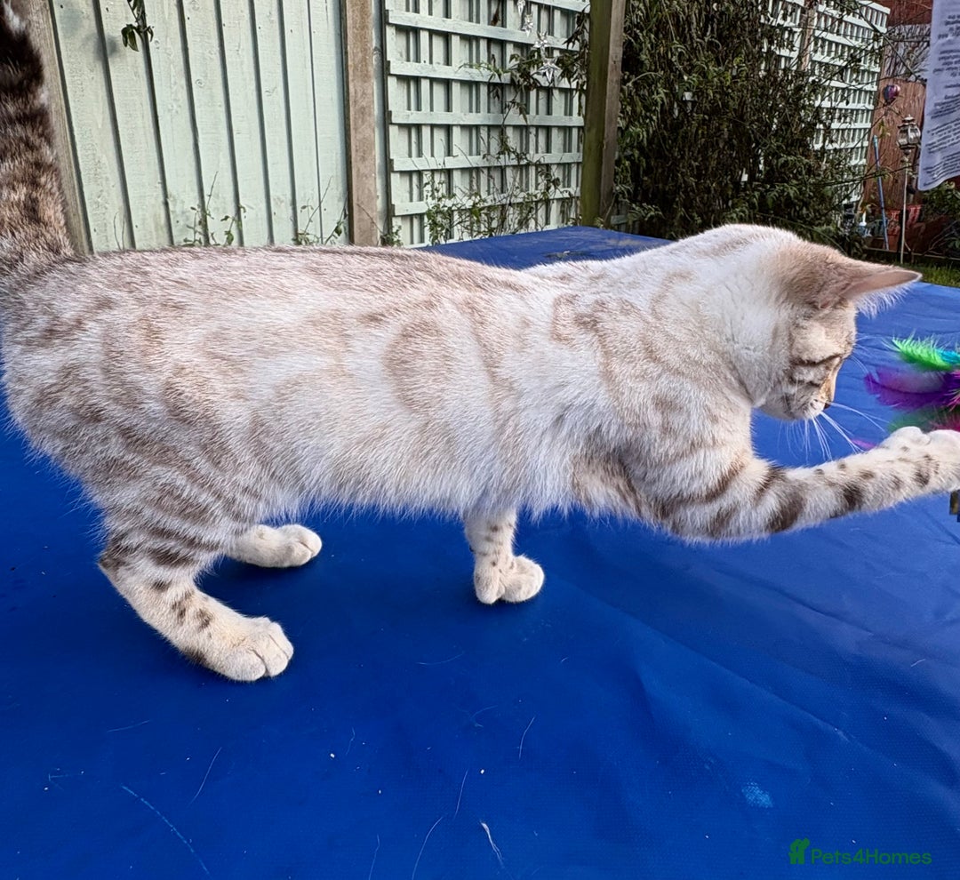 Keetso cats for sale: Superb polydactyl rosetted girl  - Advert 3