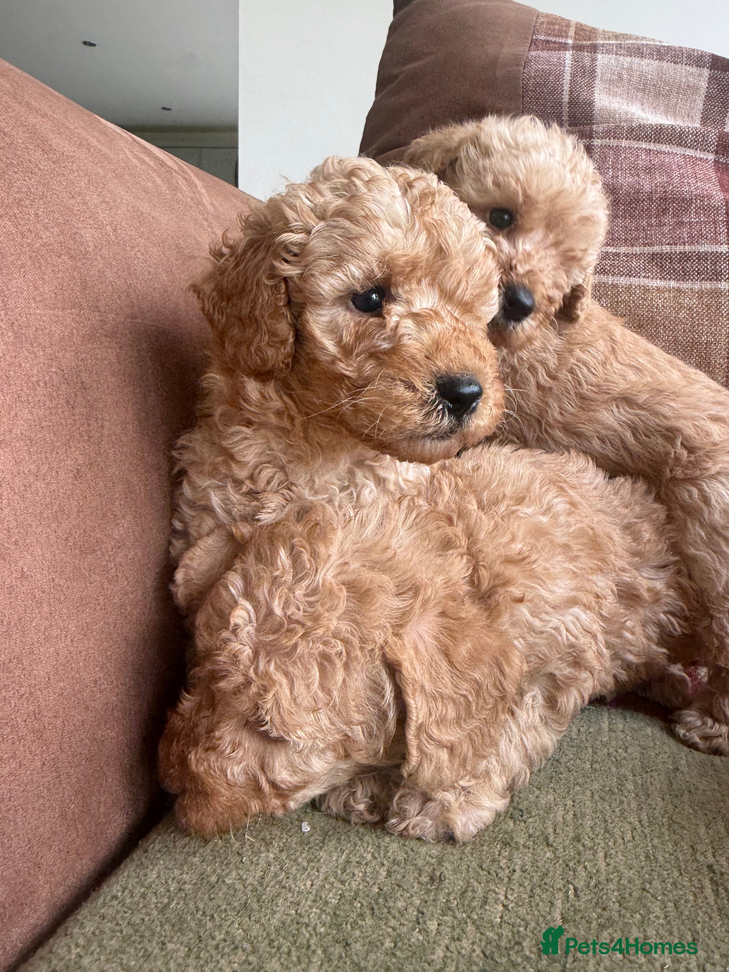 Labradoodle dogs Beautiful small / miniature labradoodles  - Advert 2