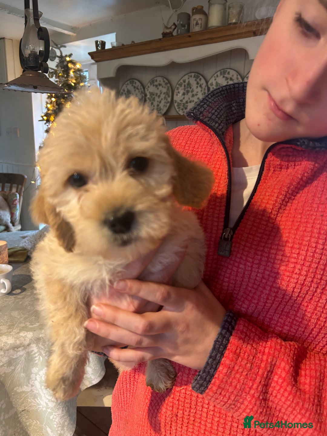 Mixed Breed dogs for sale: Cavapoo Puppies - Advert 26