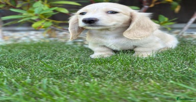Miniature Dachshund dogs - Advert 5