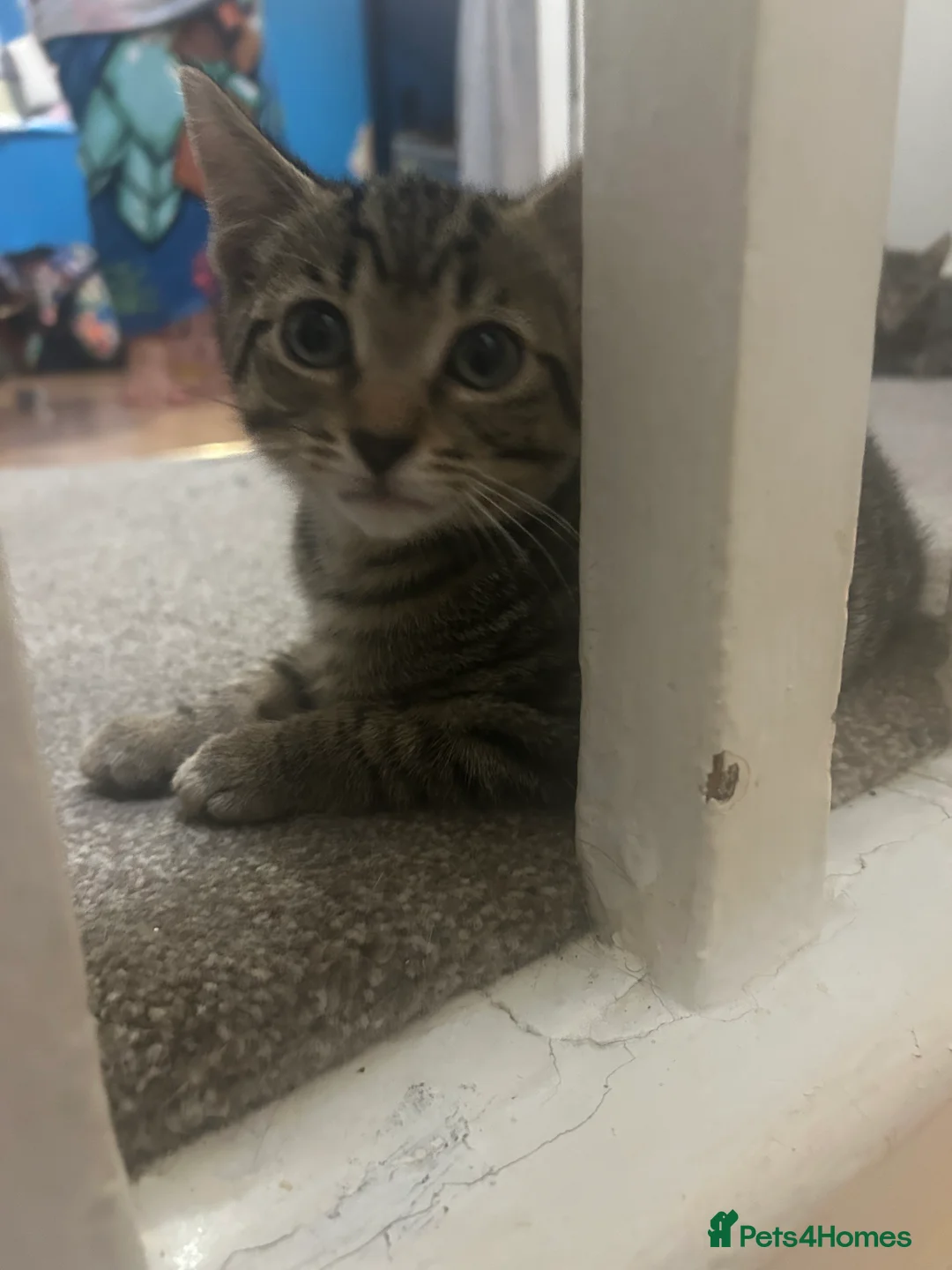 Mixed Breed cats for sale: Mix breed tabby cat - Advert 5