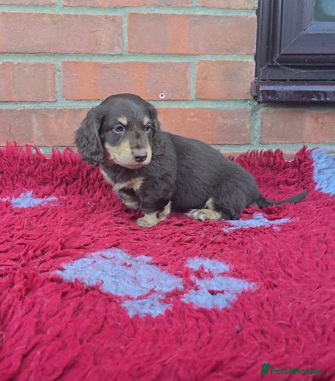 Miniature Dachshund dogs for sale: BEAUTIFUL CREAM LONG HAIR WITH ALL DNA - Advert 19