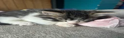 Mixed Breed cats for sale: Ready now! Fluffy little boy kitten  - Advert 6