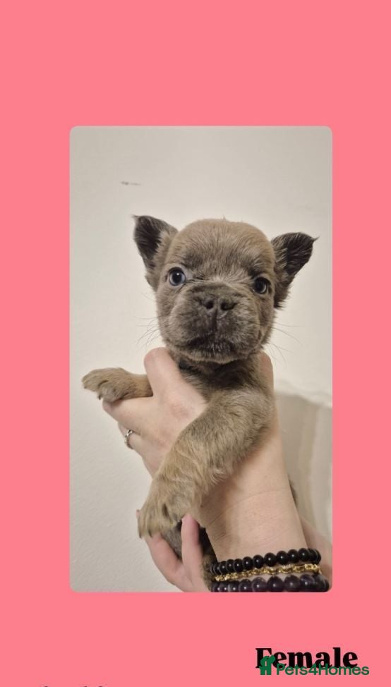 French Bulldog dogs French Bulldog Puppies Ready for Loving Homes - Advert 1