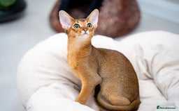 Abyssinian cats for sale: One of the Kind Abyssinian Girl-Champions Pedigree - Image 3