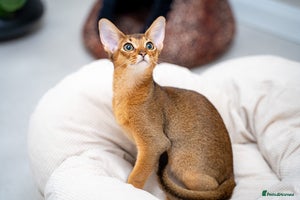 Abyssinian cats One of the Kind Abyssinian Girl-Champions Pedigree - Advert 4