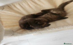 Havana Brown cats for sale: Rare Havana Brown's kittens - Image 20