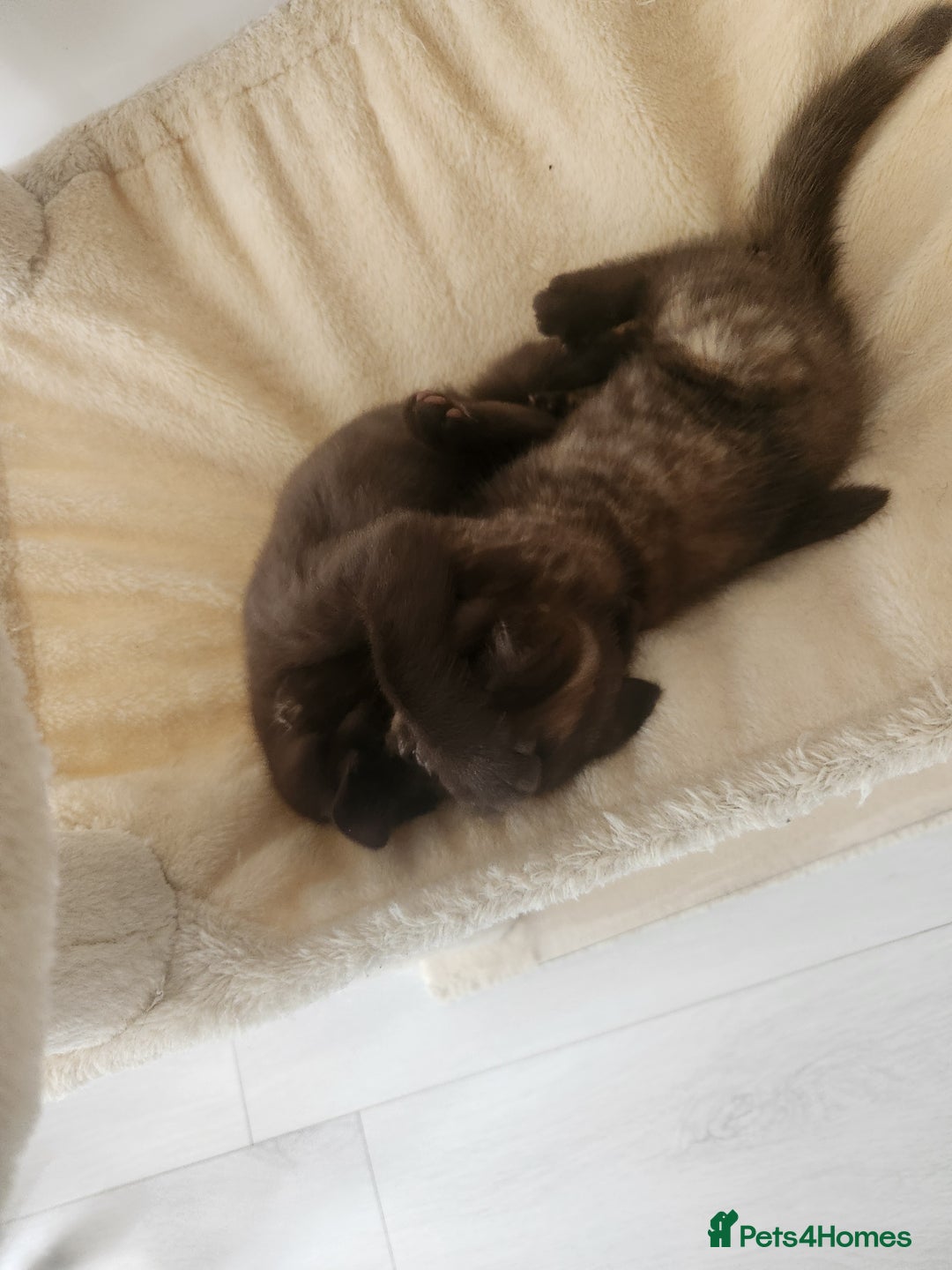 Havana Brown cats for sale: Rare Havana Brown's kittens - Image 20