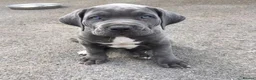 Cane Corso dogs for sale: Magnificent Cane Corso Puppies-Strong & Loyal in Brighton - Advert 3