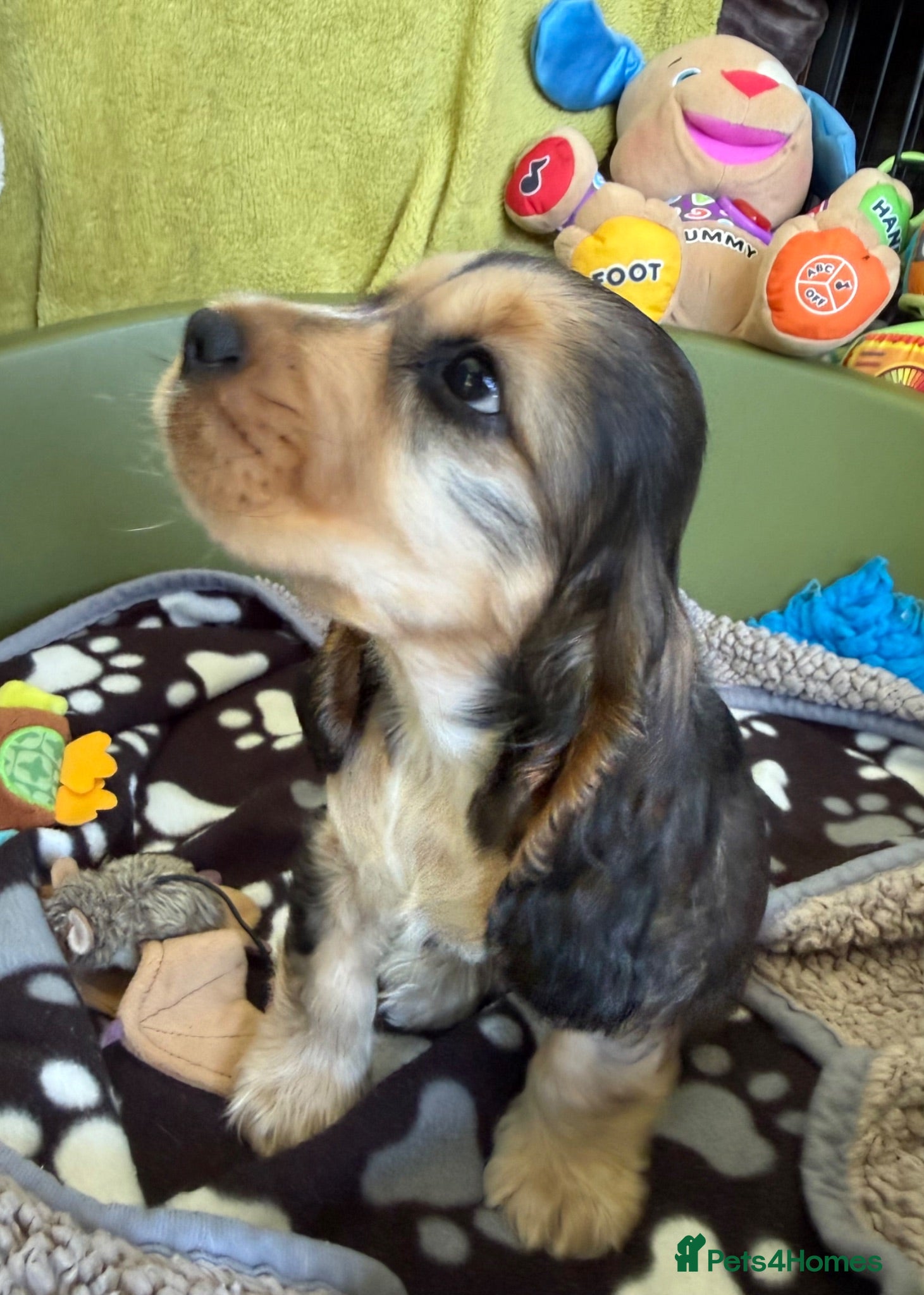 Cocker Spaniel dogs Outstanding show cocker spaniels - KC - Advert 1