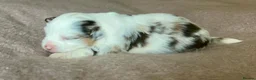 Australian Shepherd dogs for sale: Rare Show Lines KC purebred Mini Aussie (MAS)  - Advert 5