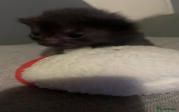 Mixed Breed cats for sale: 6 kittens looking for new homes  - Advert 18