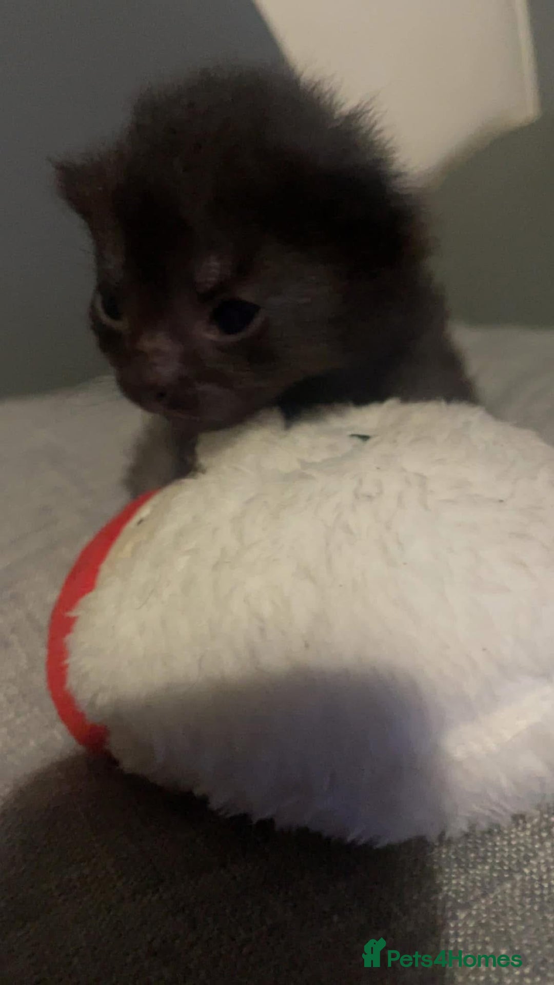 Mixed Breed cats for sale: 6 kittens looking for new homes  - Advert 18