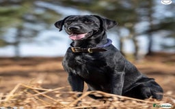 Labrador Retriever dogs for sale: Amazing Red/Black Lab Pups To Loving Pet Families - Image 9